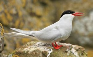 Top 10 Amazing Arctic Birds In The World