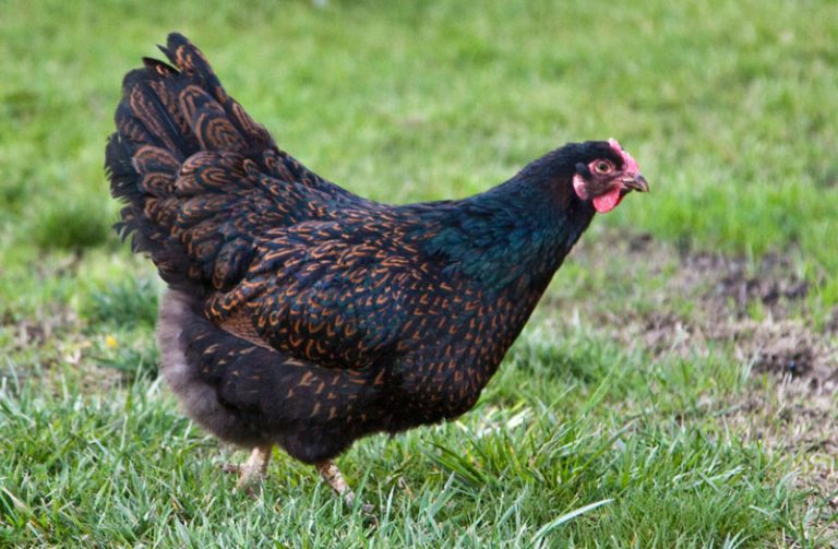 Top 10 Most Beautiful Chicken Breeds In The World 