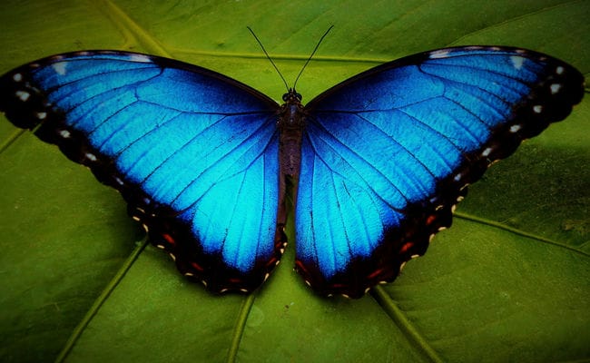 10 Most Beautiful Butterflies