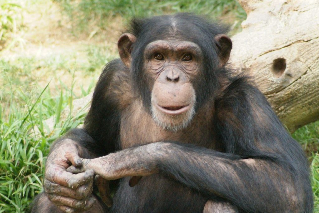 Top 10 Most Intelligent Animals In The World With Details