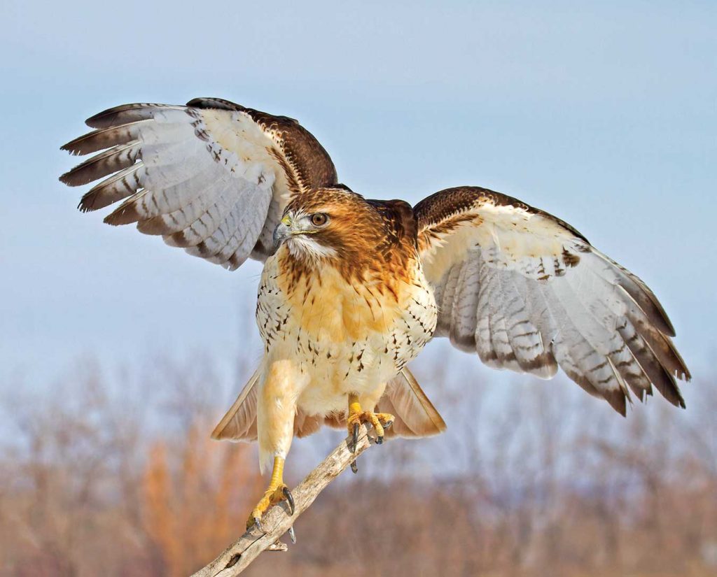 A majestic hawk with outstretched wings balances on a branch. The bird's plumage is a mix of brown and white, with a speckled chest and piercing eyes. Known as one of the most dangerous birds in the world, it stands against a blurred backdrop of clear skies and bare trees, indicating winter or early spring.