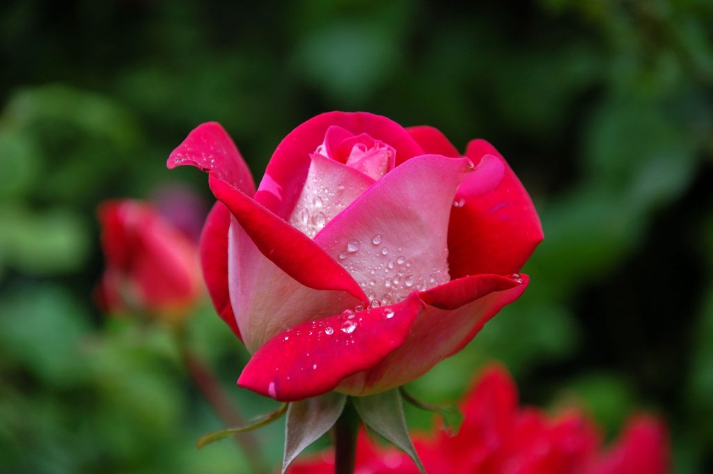 A photograph of a Rose flower, a classic, romantic bloom with delicate, velvety petals and a sweet, fragrant scent.