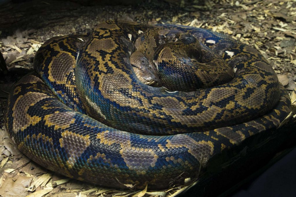 largest reticulated python largest green anaconda ever recorded