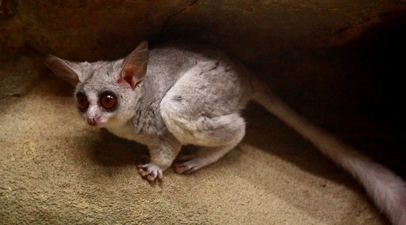A small, wide-eyed bush baby with large ears and a long tail is perched on a rock in a dimly lit environment. Its light gray fur and expressive eyes reflect the light, giving it an alert and curious appearance among the most amazing African animals.