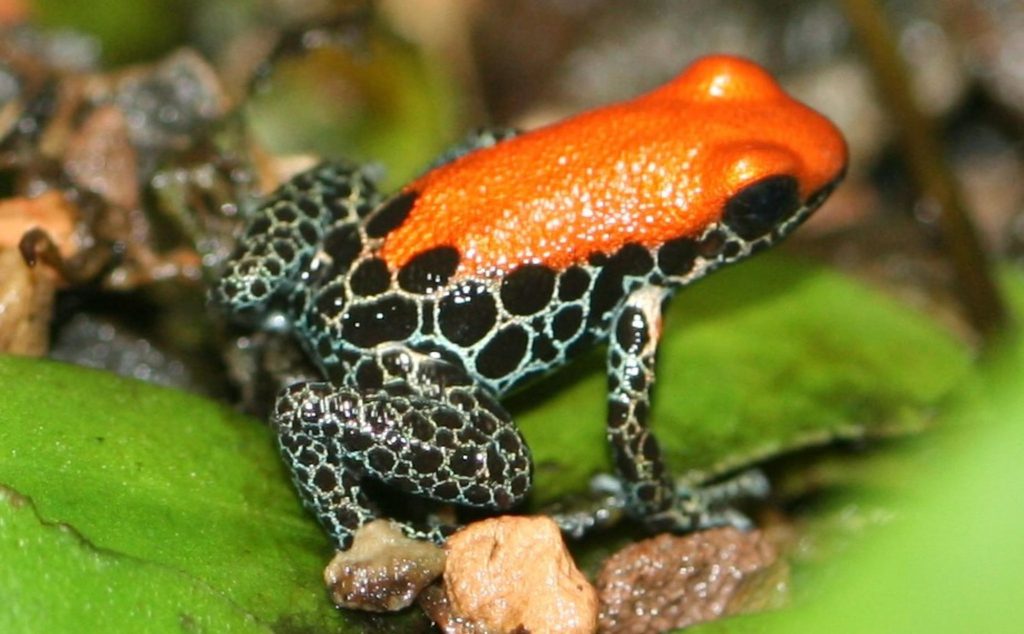 Top 10 Most Poisonous Frogs On Earth In The World