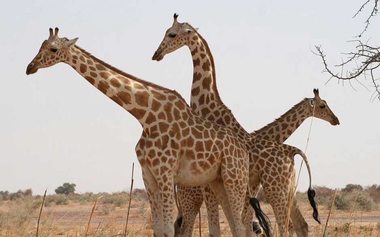 Top 10 Animals With Longest Gestation Period In The World