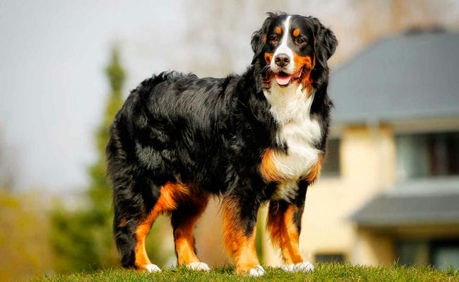 Top 10 Most Expensive Dogs In The World