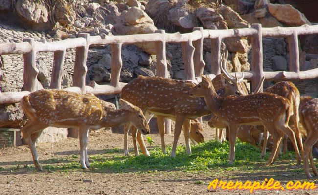 Rajendra Park And Zoo The Most Popular Picnic Spot In Jaipur